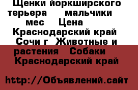 Щенки йоркширского терьера ,,, мальчики 2.5 мес  › Цена ­ 10 - Краснодарский край, Сочи г. Животные и растения » Собаки   . Краснодарский край